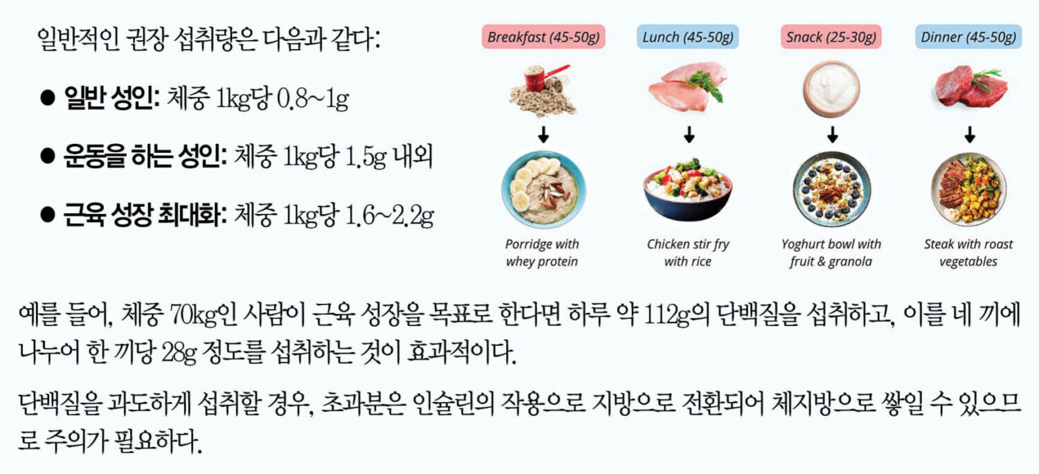 단백질 권장 섭취량에 대한 안내 이미지. 일반 성인은 체중 1kg당 0.8~1g, 운동을 하는 성인은 1kg당 1.5g, 근육 성장 최대화는 1kg당 1.6~2.2g 단백질 섭취가 필요하다고 설명함. 예시로 아침(포리지와 유청단백), 점심(닭가슴살 볶음밥), 간식(요거트볼), 저녁(스테이크와 구운 채소)으로 단백질을 분산 섭취하는 식단이 그림과 함께 제시됨.