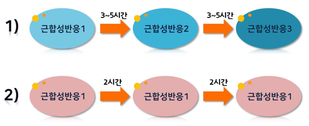 두 가지 근합성반응 경로를 보여주는 도식. 1번은 '근합성반응1'에서 출발해 3~5시간 후 '근합성반응2', 다시 3~5시간 후 '근합성반응3'으로 진행된다. 2번은 '근합성반응1'이 2시간마다 반복되는 구조이다.
