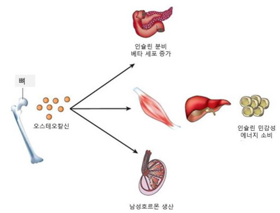 뼈에서 생성된 오스테오칼신이 췌장(인슐린 분비, 베타 세포 증가), 근육·간·지방조직(인슐린 민감성, 에너지 소비), 그리고 고환(남성호르몬 생산)에 영향을 미치는 과정을 보여주는 다이어그램.