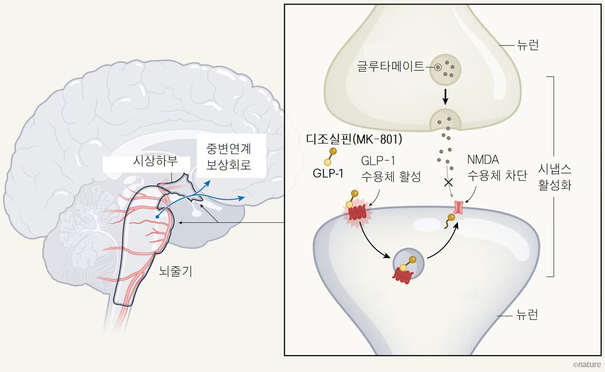 뇌의 시상하부, 중뇌연계 보상회로, 뇌줄기를 보여주는 그림과 함께, 뉴런간 시냅스에서 글루타메이트가 분비되고 NMDA 수용체가 차단되어 시냅스 활성화가 억제되는 과정을 나타내는 도식. GLP-1과 디조실핀(MK-801)이 관련된 신호전달 및 수용체 활성화 과정도 설명됨.