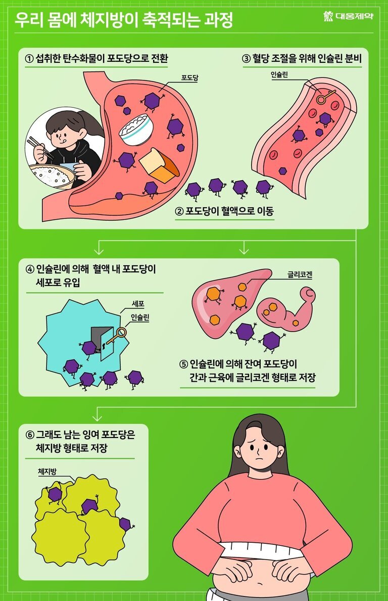 우리 몸에 체지방이 축적되는 과정을 단계별로 설명하는 인포그래픽. 탄수화물이 포도당으로 전환되어 혈액으로 이동하고, 인슐린 분비로 세포에 흡수되며, 남은 포도당은 글리코겐이나 체지방 형태로 저장됨을 그림과 함께 나타냄. 마지막에는 허리를 측정하는 여성 일러스트가 있음.