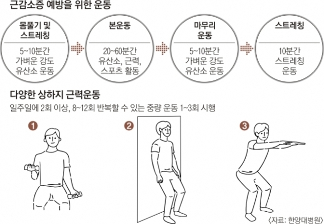 근감소증 예방을 위한 운동 방법과 다양한 상하지 근력운동 예시를 설명하는 이미지. 네 가지 단계(몸풀기 및 스트레칭, 본운동, 마무리 운동, 스트레칭)와 각각의 소요 시간 및 내용이 안내되어 있다. 하단에는 덤벨 들어올리기, 벽 밀기, 스쿼트 자세 등 세 가지 근력운동 동작 그림이 포함되어 있다.