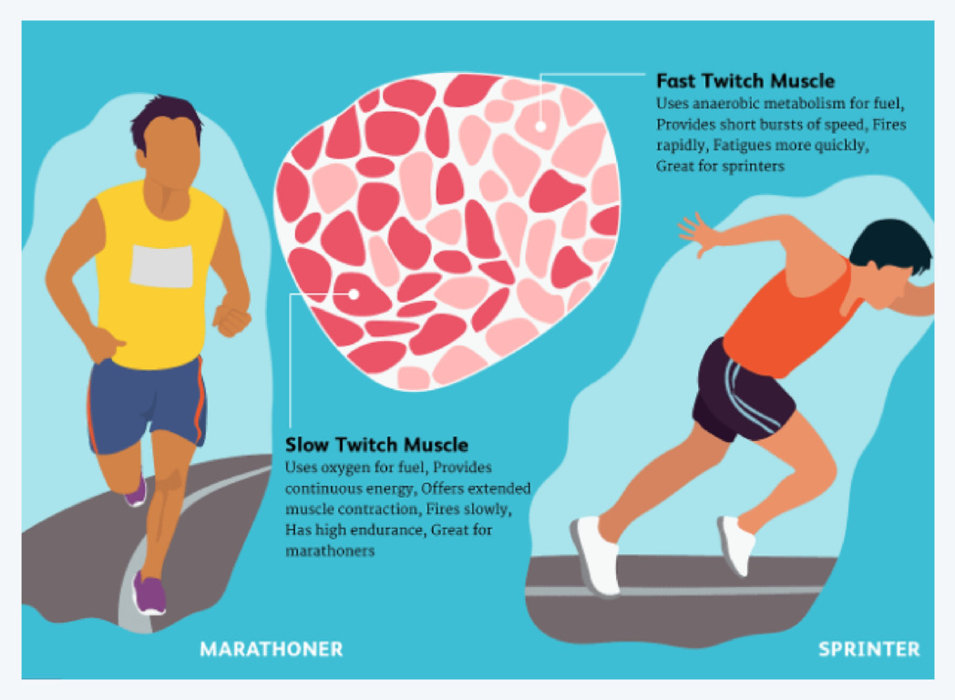 마라토너와 스프린터가 각각 달리고 있는 그림과 근육 단면도가 있으며, 느린 연축근(slow twitch muscle)과 빠른 연축근(fast twitch muscle)의 특징이 설명되어 있다. 느린 연축근은 지속적인 에너지와 고강도 지구력을 제공해 마라토너에게 적합하고, 빠른 연축근은 순간적인 힘과 속도를 내는 데 유리해 스프린터에게 적합하다.