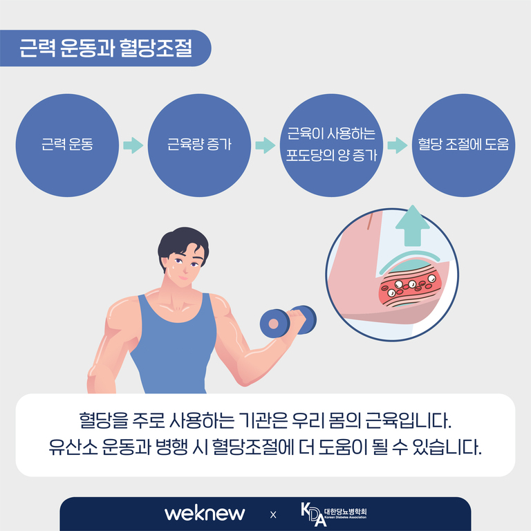 근력 운동과 혈당조절에 관한 인포그래픽. 근력 운동 → 근육량 증가 → 근육이 사용하는 포도당의 양 증가 → 혈당 조절에 도움 순서로 설명. 아래에는 아령을 드는 남성과 팔의 근육 확대 그림, 그리고 '혈당을 주로 사용하는 기관은 우리 몸의 근육입니다. 유산소 운동과 병행 시 혈당조절에 더 도움이 될 수 있습니다.'라는 문구가 있음.