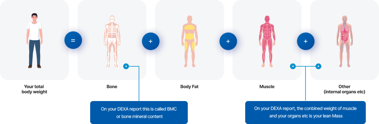 한 남성의 전체 체중이 뼈, 체지방, 근육, 기타 내부 장기로 구성된다는 내용을 도식화한 이미지. 각 요소는 그림과 함께 등호와 더하기 기호로 연결되어 있다.