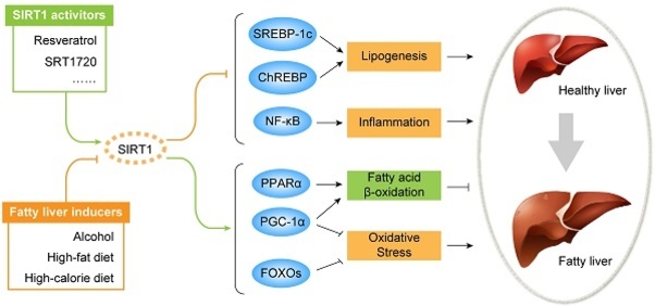 SIRT1 활성제와 지방간 유도 인자가 SIRT1에 영향을 주어, 다양한 신호 경로(SREBP-1c, ChREBP, NF-κB, PPARα, PGC-1α, FOXOs)를 통해 지방생성(lipogenesis), 염증(inflammation), 지방산 β-산화(fatty acid β-oxidation), 산화 스트레스(oxidative stress)에 관여하여 건강한 간과 지방간으로 변화하는 과정을 보여주는 다이어그램.
