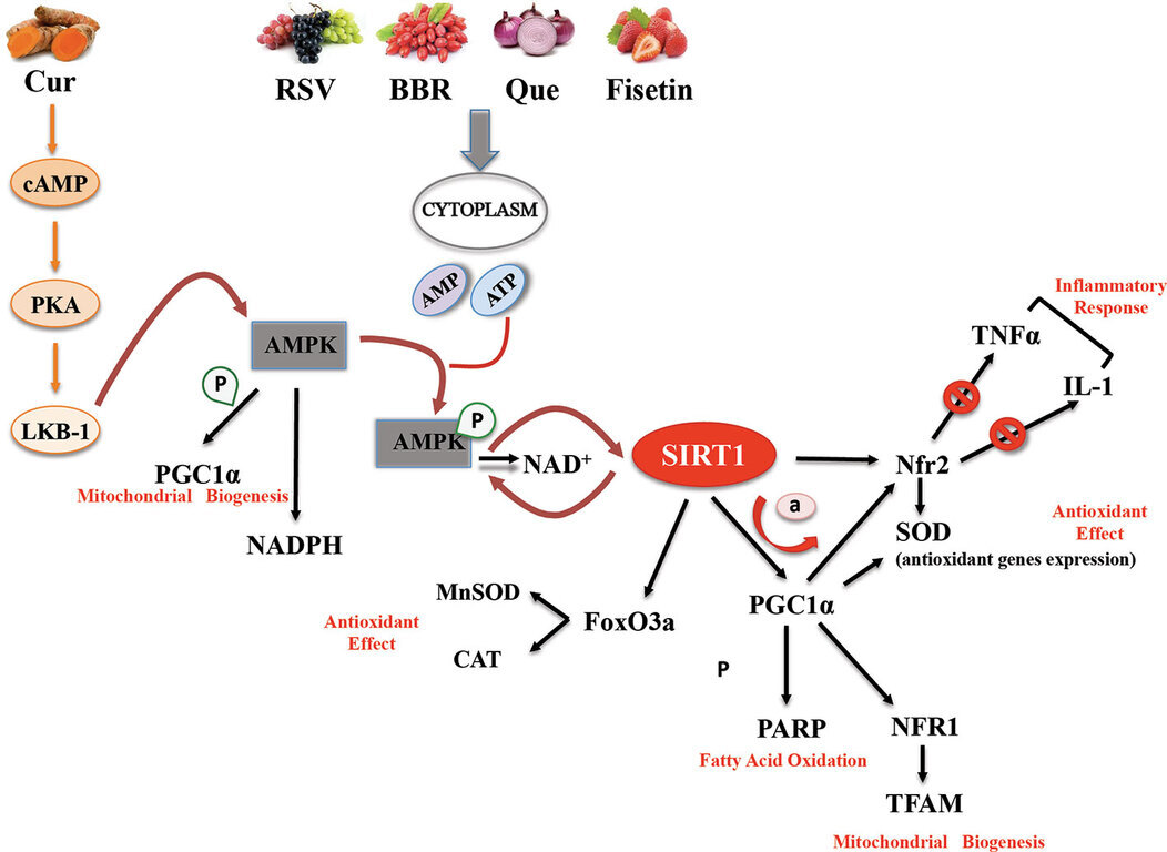 식물 유래 성분(Cur, RSV, BBR, Que, Fisetin)이 세포 내 신호전달 경로(AMPK, SIRT1 등)를 통해 미토콘드리아 생합성 및 항산화 효과를 유도하고 염증 반응을 억제하는 과정을 도식화한 다이어그램