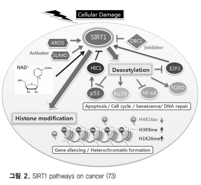 SIRT1이 암에서 작용하는 경로를 보여주는 다이어그램. SIRT1은 세포 손상에 반응하며, AROS와 SUMO에 의해 활성화되고 DBC1에 의해 억제됨. NAD 가 관련되어 있으며, HIC1을 통해 p53과 Ku70, NF-kB, E2F1 및 FOXO 등 다양한 신호전달 경로와 연관됨. 탈아세틸화(Deacetylation) 및 히스톤 수식(Histone modification)을 통해 유전자 침묵(Gene silencing), 이질염색질 형성(Heterochromatin formation), 세포주기 조절, 노화(Senescence), DNA 수리(DNA repair) 등에 관여함.