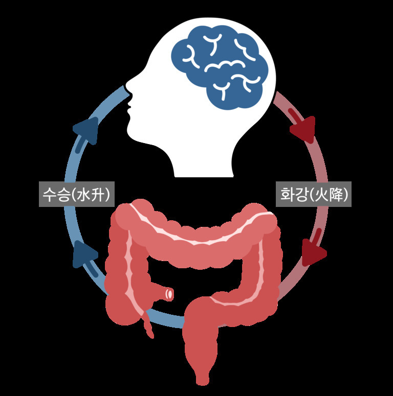 뇌와 장이 연결되어 있는 그림으로, 파란색 화살표와 빨간색 화살표로 각각 순환을 나타내며 '수승(水升)'과 '화강(火降)'이라는 한글과 한자가 적혀 있다.