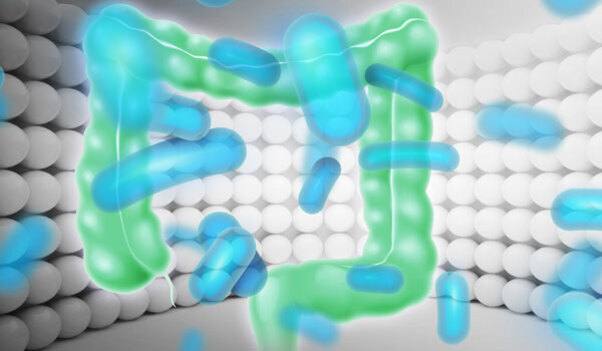 흰색 구형 구조물 배경에 초록색으로 표현된 장(腸)과 그 위를 떠다니는 파란색 막대 모양의 박테리아 이미지